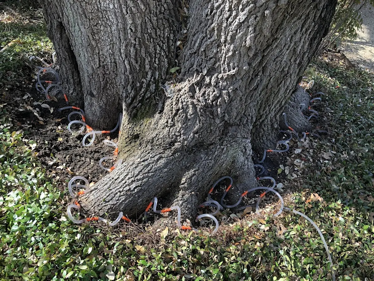Detailed Tree Cabling and Bracing job site in Loomis