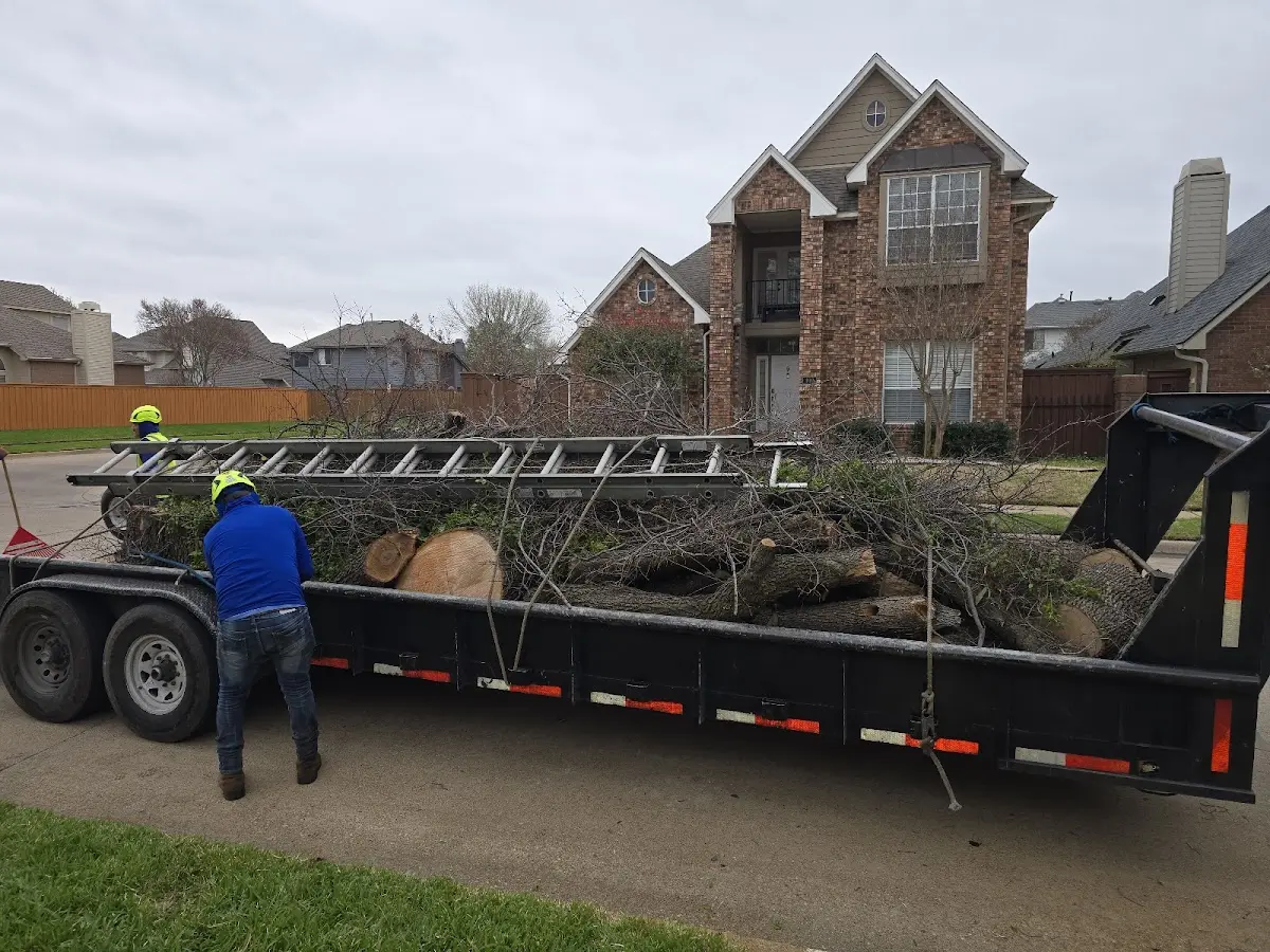 Expert Tree Fertilization with proper safety equipment in Loomis